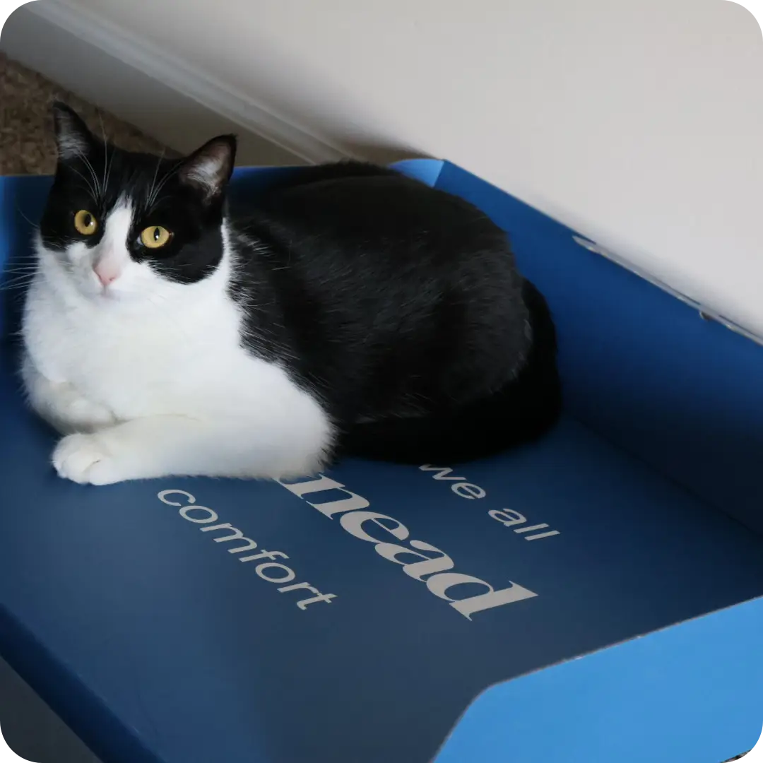 Black and white cat in a blue box