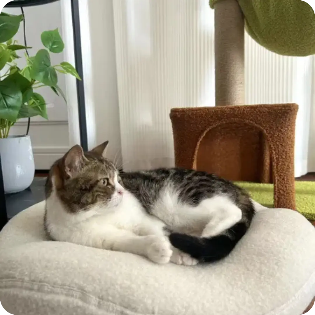 Cat relaxing on a cozy bed indoors.