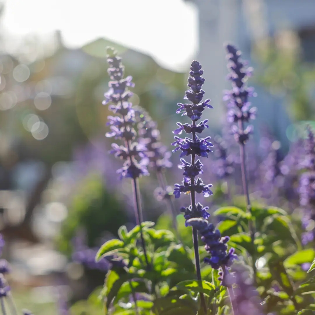 Lavender flowers in sunlight with bokeh background.