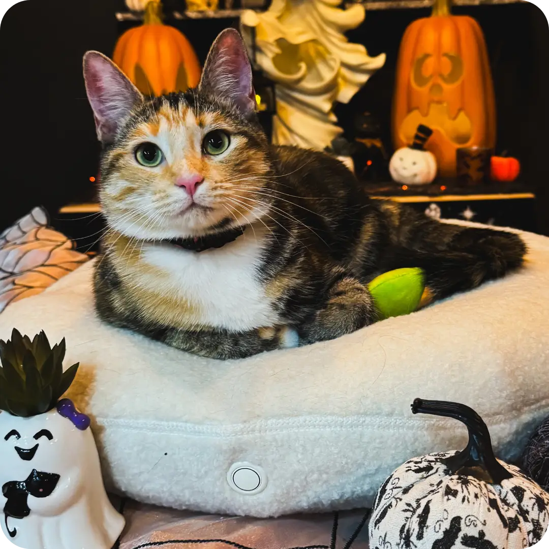 Cat on bed with Halloween decorations