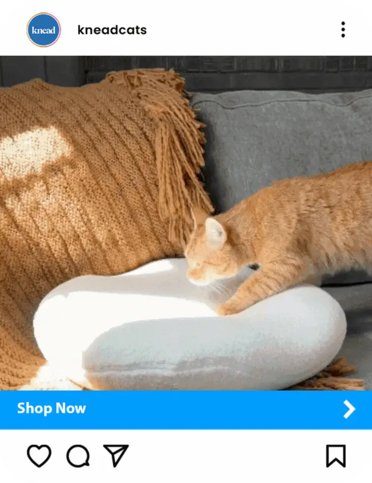 Orange cat kneading pillow on couch.