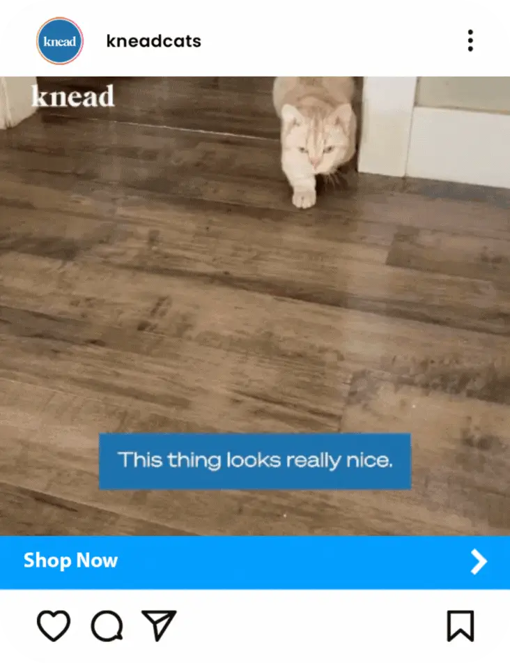 Cat walking on a wooden floor