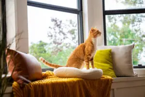 Orange cat sitting by sunny window