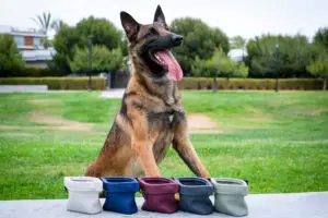 Happy dog with colorful collapsible bowls outdoors
