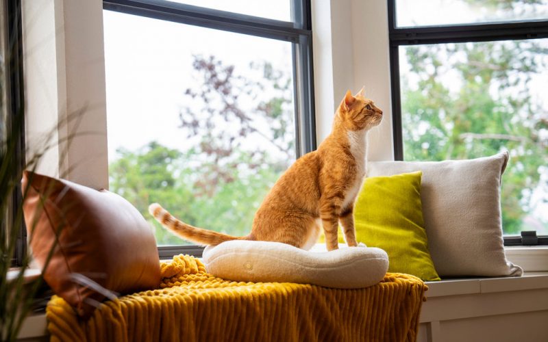 Orange cat sitting by sunny window