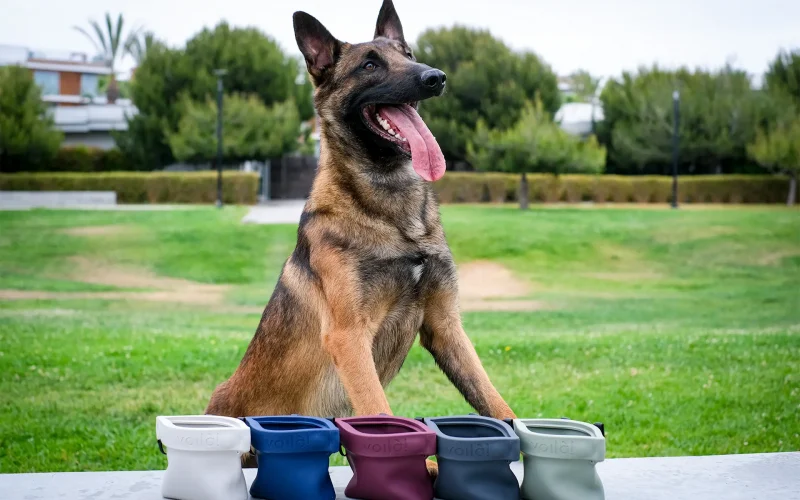Happy dog with colorful collapsible bowls outdoors